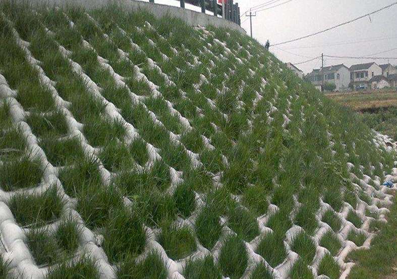 荔枝视频黄下载模袋