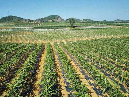 園藝地布對雜草數量、種類的影響