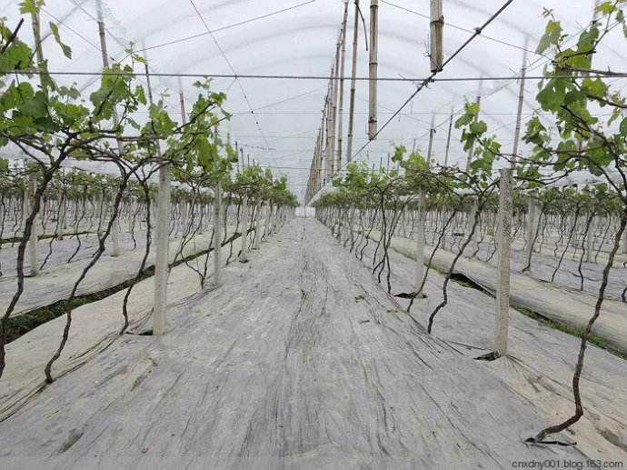 園藝地布對雜草數量、種類的影響